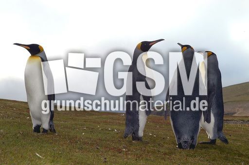 Königspinguin (24 von 84).jpg